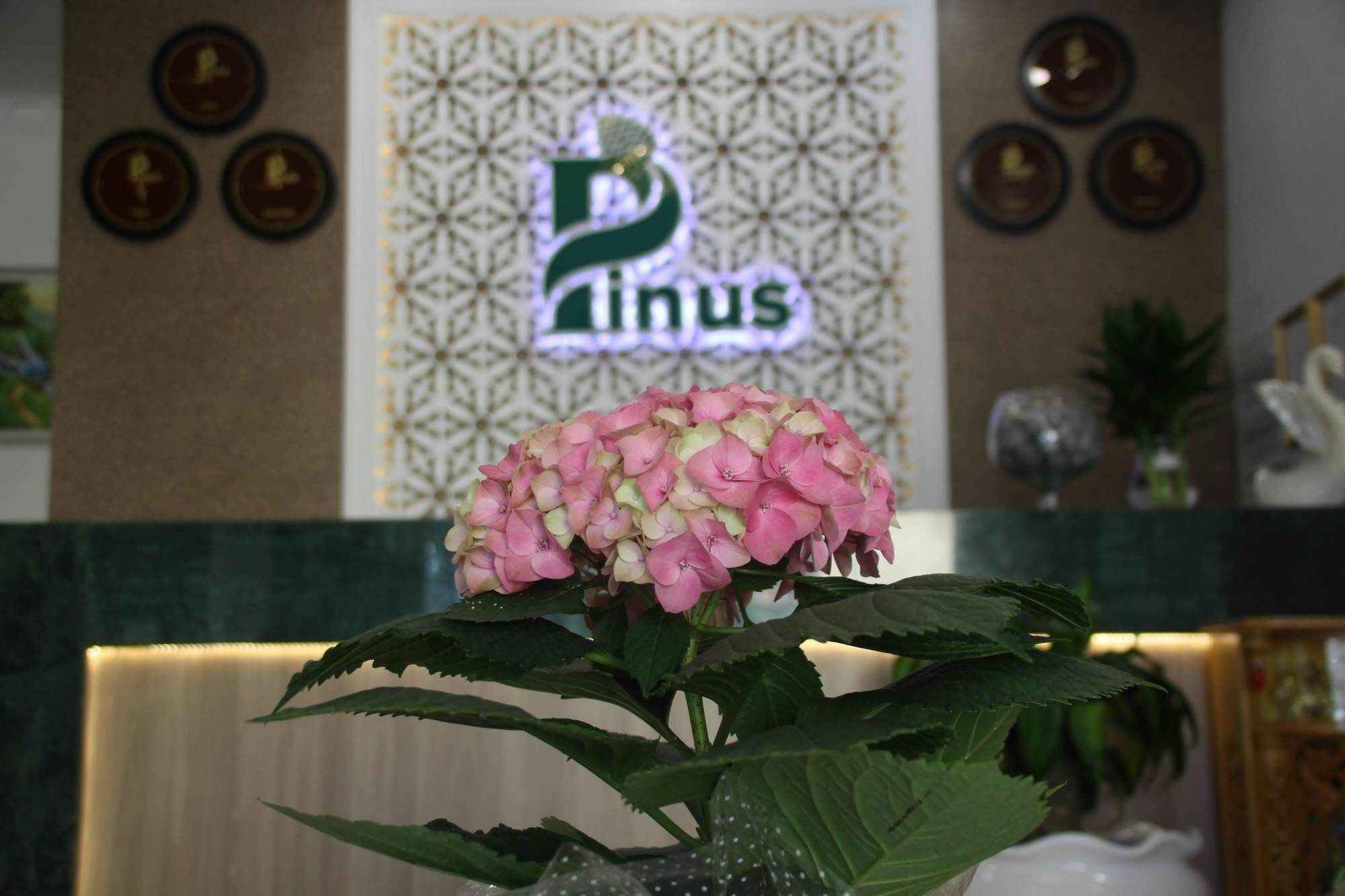 فندق بينوس دالات المظهر الخارجي الصورة